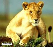 Африканский лев в красной книге - описание африканского льва