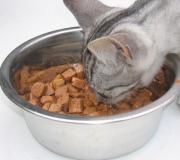 Att välja rätt typ av foder för din katt