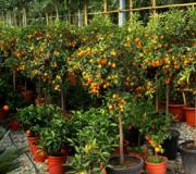 Kumquatfrukt: beskrivning, egenskaper, användning Kumquat - vilken sorts frukt är det