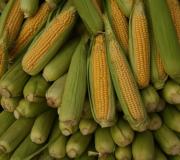 Сколько, где и как можно хранить вареную кукурузу?