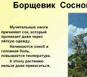 Latvāņi ir visbīstamākais augs Krievijā. No kurienes latvāņi nonāca pie mums?