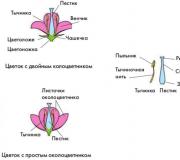 Enhudiga växter: beskrivning, representanter Vilka växter har enkönade blommor exempel