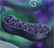 Mitokondrier - struktur och funktioner