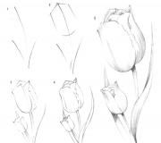 Draw a tulip with dew drops