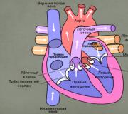 Серцево-судинна система організму людини: особливості будови та функції